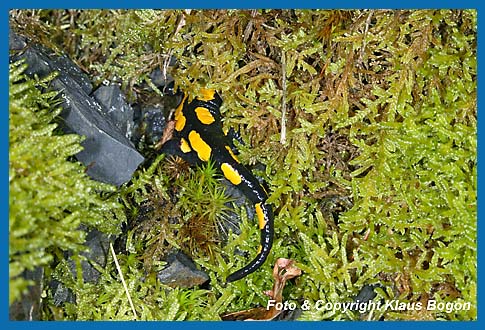 Feuersalamander Salamandra salamandra, schlpft in sein Tagesversteck ein. Dies liegt in einer mit Mossen bewachsenen Steinblockhalde.
