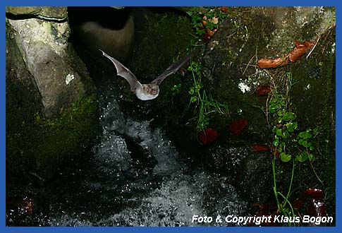 Wasserfledermaus durchfliegt auf iherer Flugroute ins Jagdgebiet einen Wasserdurchla.