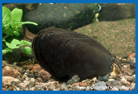 Flussperlmuschel (Margaritifera margaritifera) haben eine dunkelbraune bis fast schwarze Schalenfrbung.