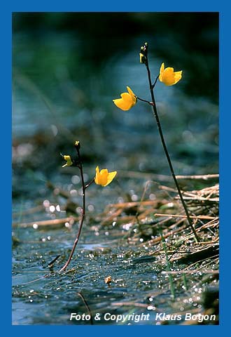 Gemeiner Wasserschlauch (Ultricularia vulgaris)