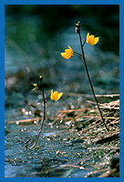 Gemeiner Wasserschlauch (Ultricularia vulgaris)