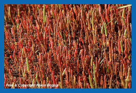 Queller eine Salzpflanze des Wattenmeeres verfrbt sich im Sptsommer von grn zu rot
