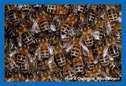 Ausschnitt aus der Schwarmtraube der Honigbiene