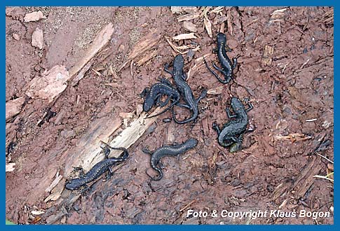 Ansammlung von Bergmolch Männchen und Weiben nach der Laichzeit unter einem Stück Totholz in Gewässernähe.