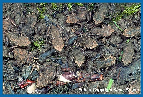 In Massen verlassen die jungen Erdkröten das Laichgewässer. Dies wird im Volksmund als Froschregen bezeichnet.
