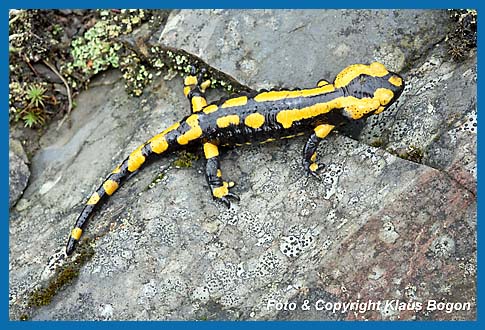 Feuersalamander Salamandra salamandra,  sind nachtaktiv jedoch an warmen Regentagen auch am Tage unterwegs.