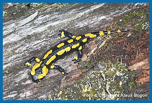 Feuersalamander Salamandra salamandra, auf Totholz unterwegs.