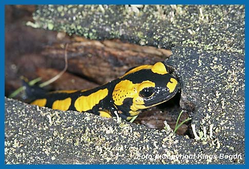 Feuersalamander Salamandra salamandra, Verläßt sein Tagesversteck in einem morchen Stück Totholz.