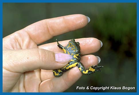 Dieser Größenvergleich zeigt das die Gelbbauchunke  zu den kleinen Amphibien gehört.