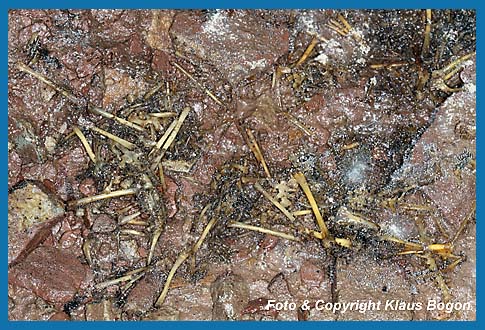 Knochenreste von 3 Grasfröschen, die von einer Wasserspitzmaus in einem Stollen verzehrt worden.