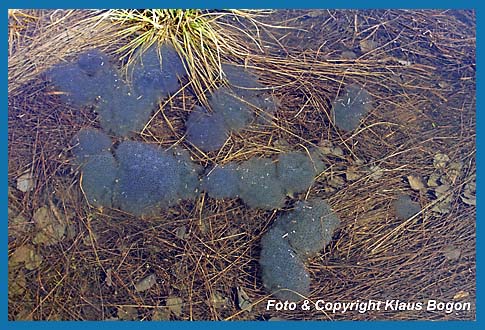 Laichballen des Grasfrosch  Rana temporaria im Flachwasserbereich eines Teiches .