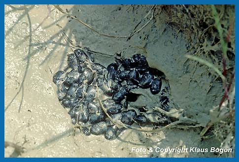 Diese Kaulquappen befinden sich am tiefsten Punkt des austrockneten  Flachtümpels. Nur durch Umsetzen in einen nahen  wasserführenden Tümpel konnten sie gerettet werden.