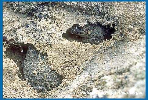 Diese Kreuzkröten haben sich unter einer Steinplatte ihre Höhlen gegraben. Die Platte wurde für die Aufnahme entfernt.