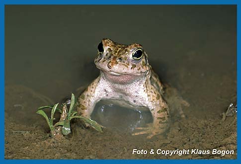 Kreuzkröte  Bufo calamita,  wartet am Rande des Laichgewässers auf ein Weibchen.
