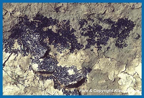 Vertrocknete Kreuzkrötenlarven auf dem ausgetrocknetem  Schlammboden eines Tümpels.