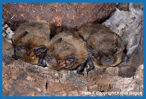 Paarungsgesellschaft der Rauhautfledermaus in Baumhöhle bestehend aus 1 Männchen und 2 Weibchen