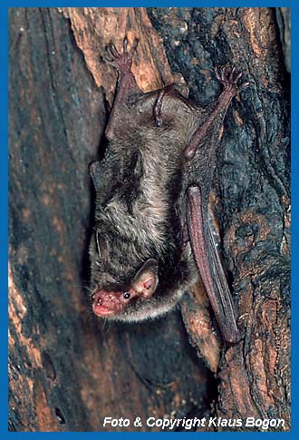 Männchen der Wasserfledermaus in Baumhöhle.