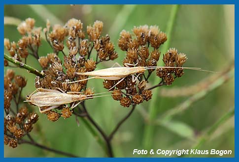 Weinhhnchen  Oecanthus pellucens, Mnnchen und Weibchen