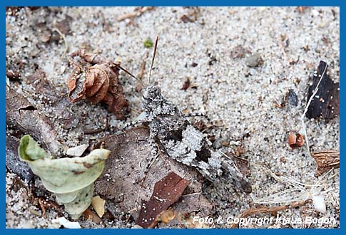 Blauflgelige dlandschrecke, Odipoda caerulescens Mnnchen