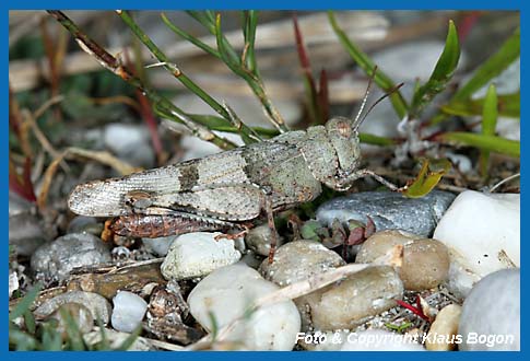 Blauflgelige dlandschrecke, Odipoda caerulescens Weibchen