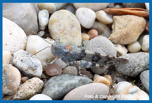 Blauflgelige Sandschrecke Sphingonotus caerulans Weibchen