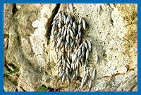 An Felswand ruhende Fleckige Schliemundschnecken (Albinaria discolor) )