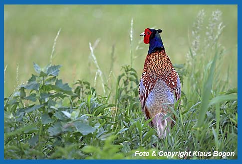 Fasan,  Phasianus colchicus