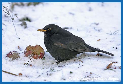 Amsel  Turdus merula, Mnnchen frit an Apfel im Winter.