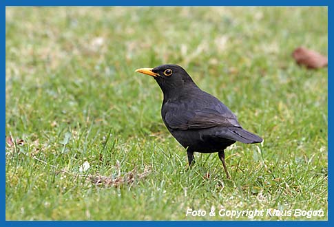 Amsel  Turdus merula, Mnnchen.