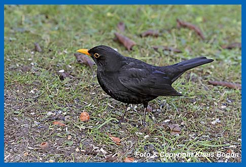 Amsel  Turdus merula, Mnnchen in der Nhe einer Ftterung.