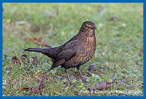 Amsel  Turdus merula, Weibchen.