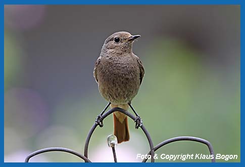 Hausrotschwanz Phoenicurus ochrurus, Weibchen.