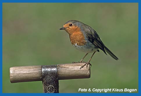 Rotkehlchen  Erithacus rubecula auf Spatengriff sitzend.