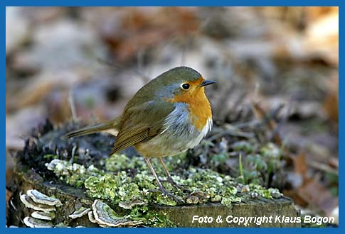 Rotkehlchen  Erithacus rubecula auf Baumstubben sitzend.