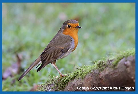 Rotkehlchen  Erithacus rubecula