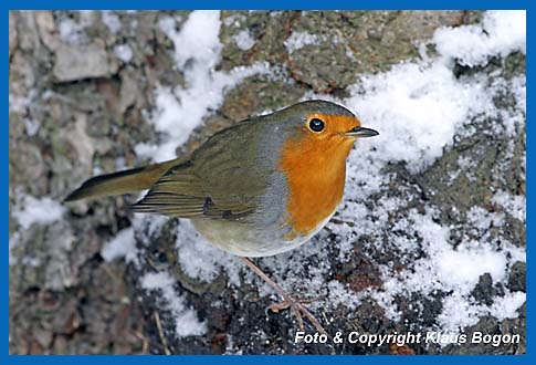 Rotkehlchen  Erithacus rubecula an verschneiter Baumrinde.