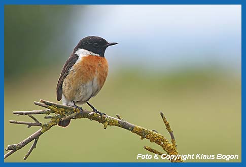 Schwarzkehlchen Saxicola torquata Mnnchen.