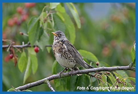 Wacholderdrossel  Turdus pilaris im Kirschbaum.