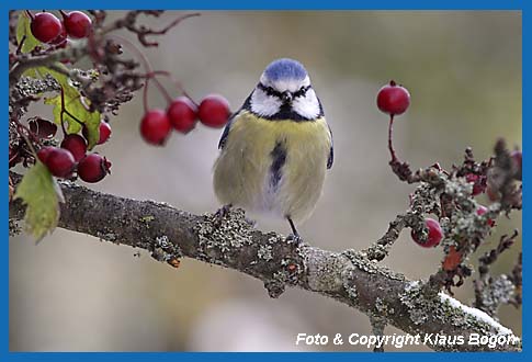 Blaumeise  Parus caeruleus 