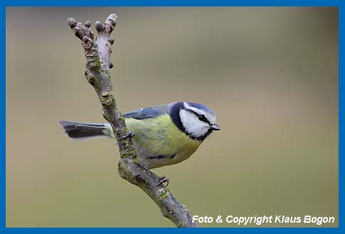 Blaumeise Parus caeruleus