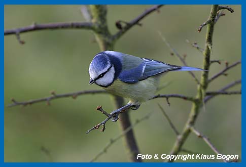 Blaumeise Parus caeruleus