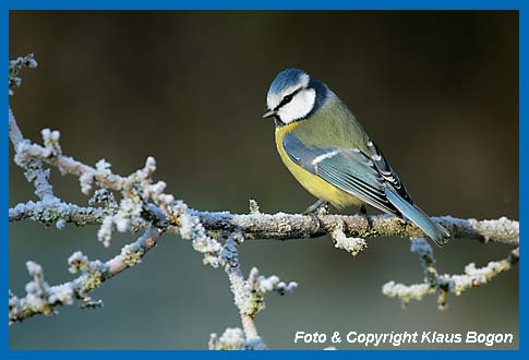 Blaumeise Parus caeruleus auf bereiftem Ast.