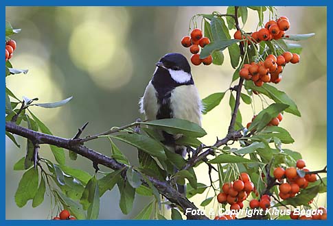 Kohlmeise Parus major