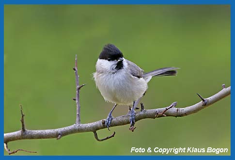 Sumpfmeise Parus palustris