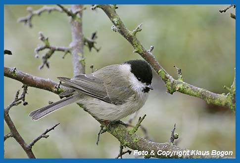 Sumpfmeise Parus palustris