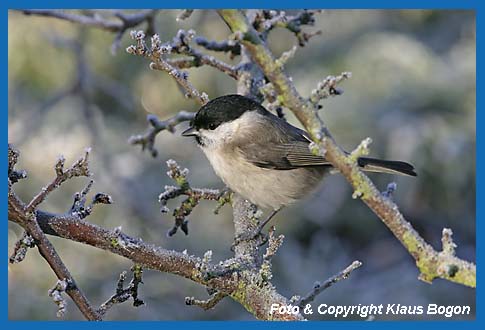 Sumpfmeise Parus palustris