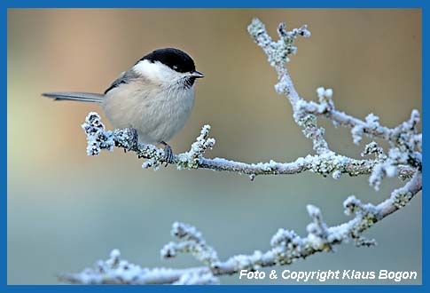 Weidenmeise Parus montanus, auf bereiftem Zweig.