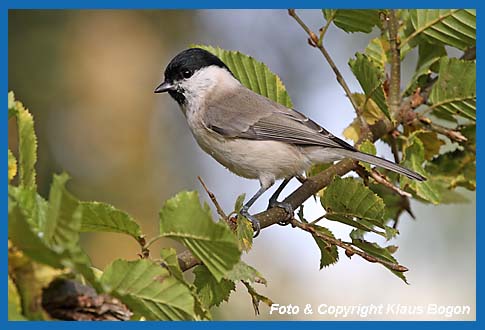 Weidenmeise Parus montanus, auf Hainbuche.