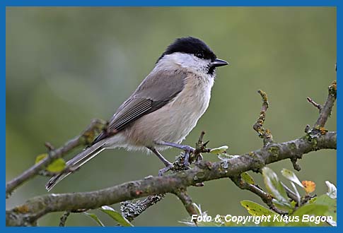 Weidenmeise Parus montanus