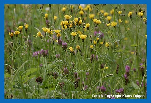 Der gelbe Wiesen-Pippau (Crepis biennis)  hat eine weite Verbreitung und ist von der Ebene bis ins Gebirge zu finden.
